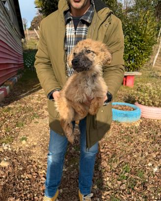 Cucciola di Pastore del Lagorai e della Lessinia