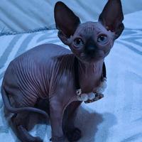 Cuccioli di sphynx trasporto in tutta italia