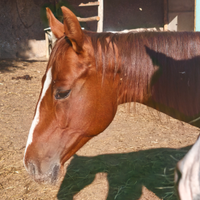 Cavallo quarter americano