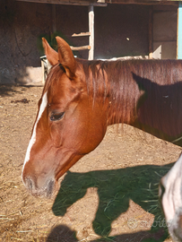 Cavallo quarter americano