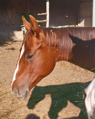 Cavallo quarter americano