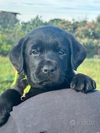 Cuccioli di Labrador retriver