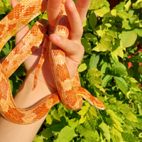 Serpente del Grano (Pantherophis guttatus)