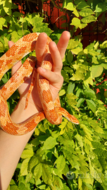 Serpente del Grano (Pantherophis guttatus)