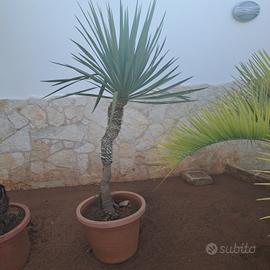  DRACENA