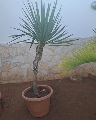  DRACENA