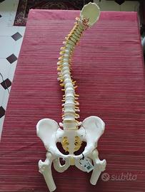 Modello Colonna+ bacino 3B Scientific