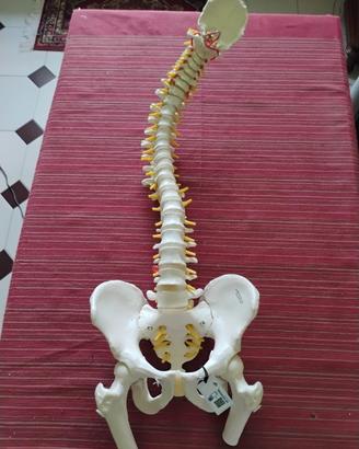Modello Colonna+ bacino 3B Scientific