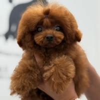 Tea cup per monte 16cm,18 cm e 20cm