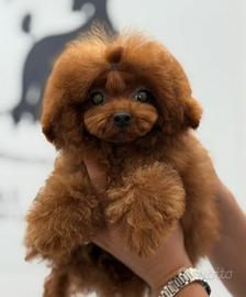 Tea cup per monte 16cm,18 cm e 20cm