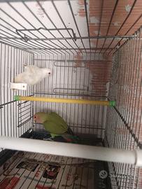 Inseparabili