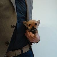 Chorkie teacup da Chihuahua e Yorkshire dispnibili