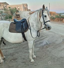 cavalla andalusa 