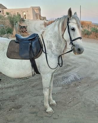 cavalla andalusa 