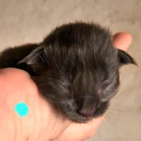 Cuccioli di mainecoon