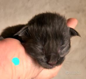Cuccioli di mainecoon