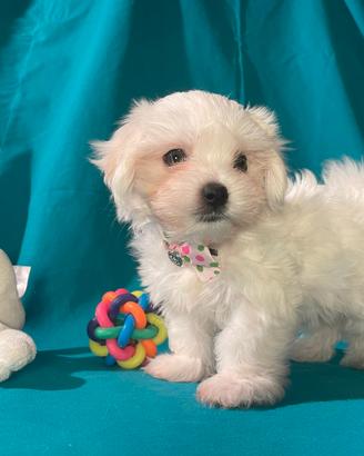 Cucciolo di Maltese Toy