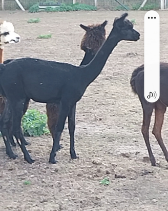 Alpaca