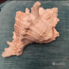 Conchiglia da collezione 