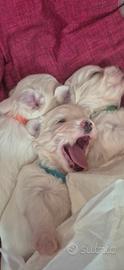 Maltese con pedegree Enci