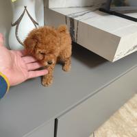 Cucciolo Barboncino Toy Toy Maschietto