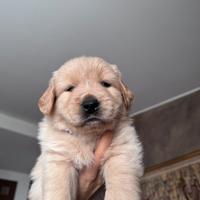 Golden retriever linea 100% americana