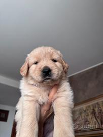 Golden retriever linea 100% americana