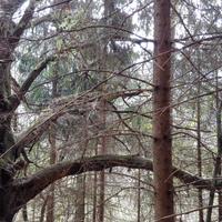 Terreni boschivi e pineta