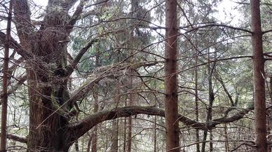 Terreni boschivi e pineta