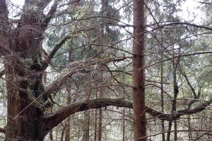 Terreni boschivi e pineta