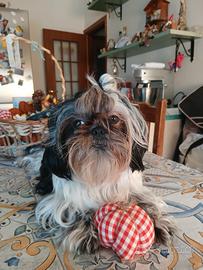 Maschio shih tzu per monta
