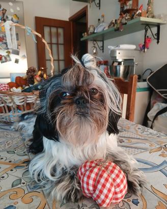 Maschio shih tzu per monta