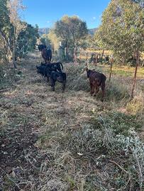 Aberdeen Angus