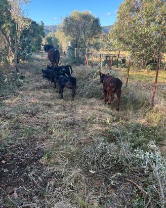 Aberdeen Angus