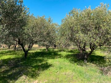 Terreno agricolo con olivi a Petacciato Marina