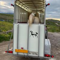 Trailer turatello 1 posto e mezzo