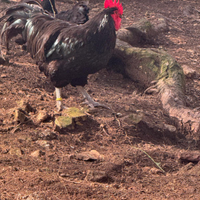 Gallo australorp