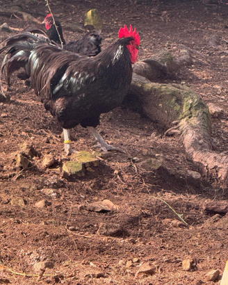 Gallo australorp
