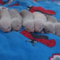 Cuccioli di furetto siamese, cannella e cioccolato