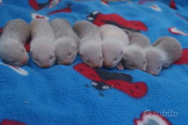 Cuccioli di furetto siamese, cannella e cioccolato