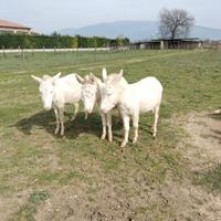 Asina asinara gravida