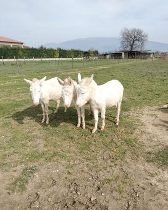 Asina asinara gravida