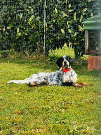 Monta setter inglese tricolore maschio