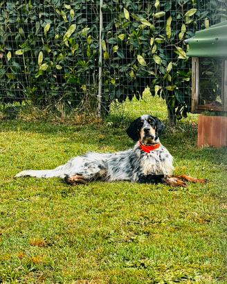 Monta setter inglese tricolore maschio