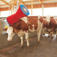 Spazzole per bovini
