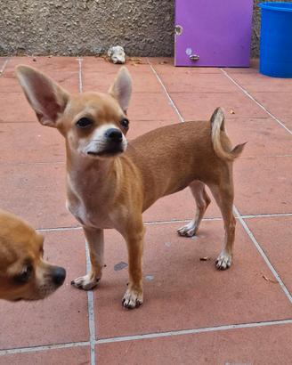 Cucciola di chihuahua