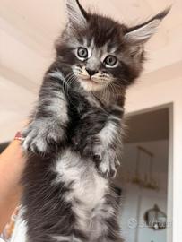 Main coon cuccioli