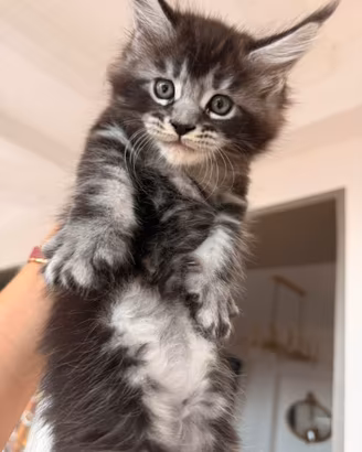 Main coon cuccioli