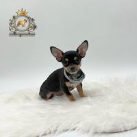 Dolcissimi Chihuahua black