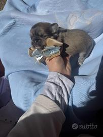 Chihuahua con pedigree